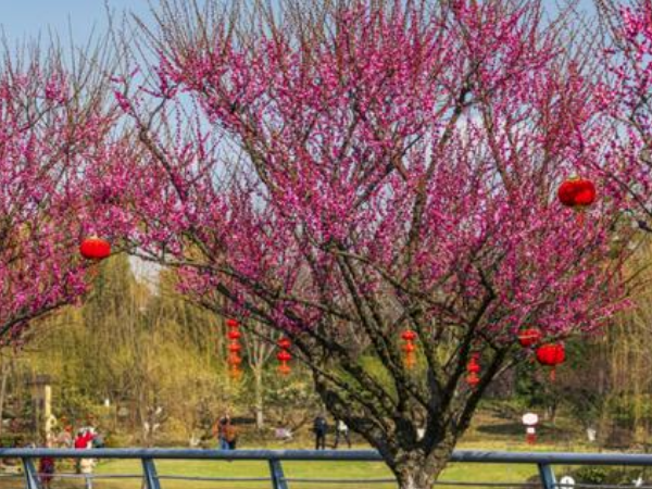 上海看樱花的地方有哪些
