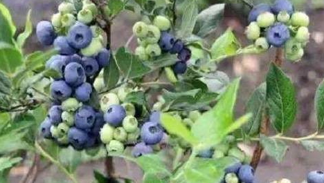 蓝莓适宜生长的土壤环境ph在哪?