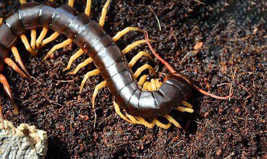 越南巨人蜈蚣是亚洲最大的蜈蚣，它的毒性究竟有多强？