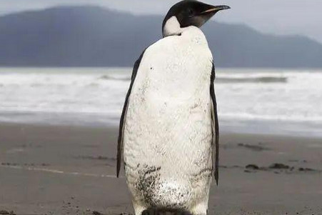 南极企鹅流浪3000公里在新西兰上岸，这只企鹅为何会来这里？