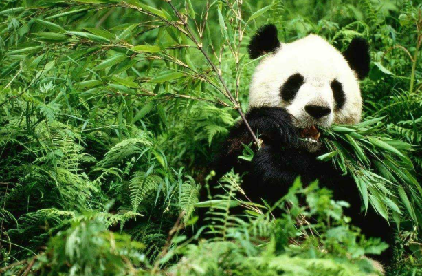 吃不到新鲜竹子，旅加大熊猫将提前归国是怎么回事？