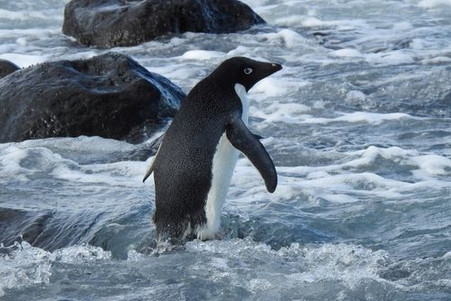 南极企鹅流浪3000公里在新西兰上岸，这只企鹅为何会来这里？