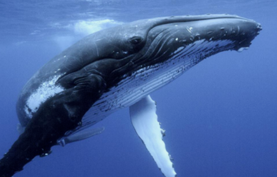 一头鲸鱼重多少吨