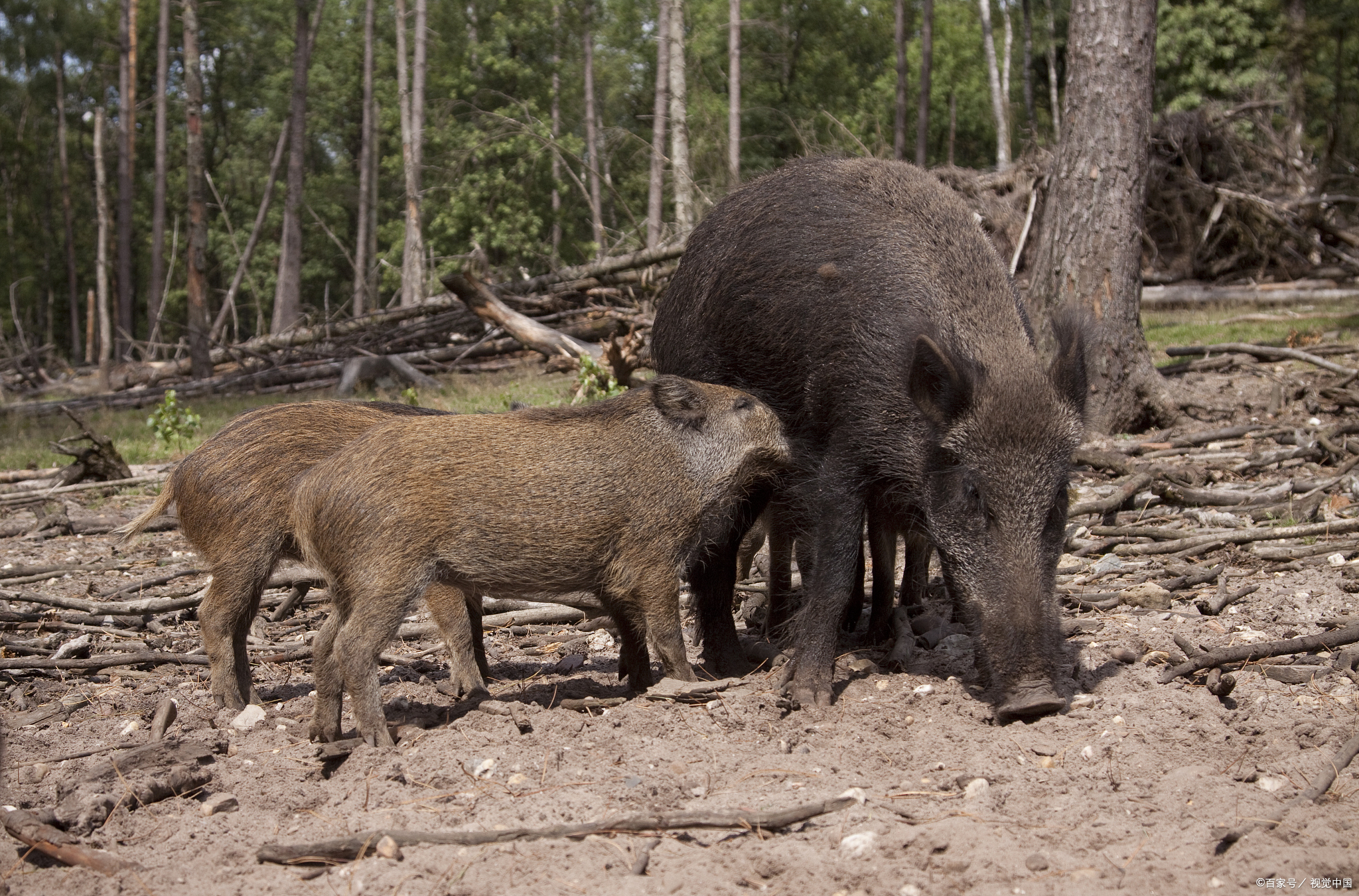 多地下发“野猪通缉令”，已成规模的野猪该如何防治？